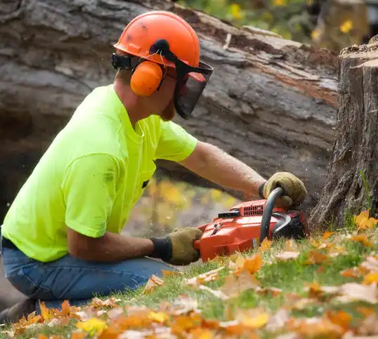 tree services Sappington